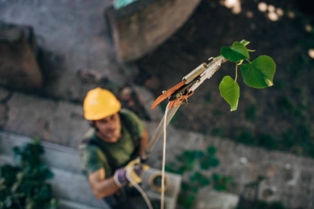 How Our Tree Care Process Works  in West Middlesex, PA